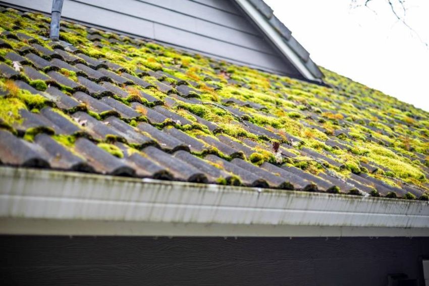 A Mossy Roof Indicates Algae and Mold Growth, Signaling the Need for Treatment in South Florida